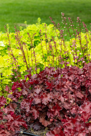 Plante decorative prin frunze - Heuchera Rex Fire – C3