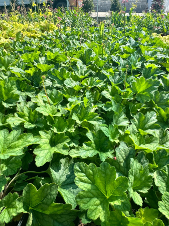 Plante Perene - Heuchera Rex Peppermint C2, plantă perenă cu frunziș mare