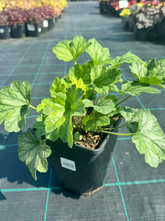Heuchera Rex Peppermint C2, plantă perenă cu frunziș mare [1]