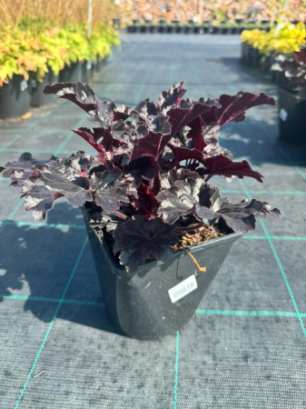 Plante Perene - Heuchera Timeless Night C2, plantă perenă cu frunziș elegant
