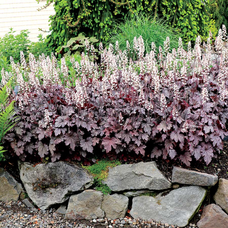 Heucherella Plum Cascade – C3 [2]