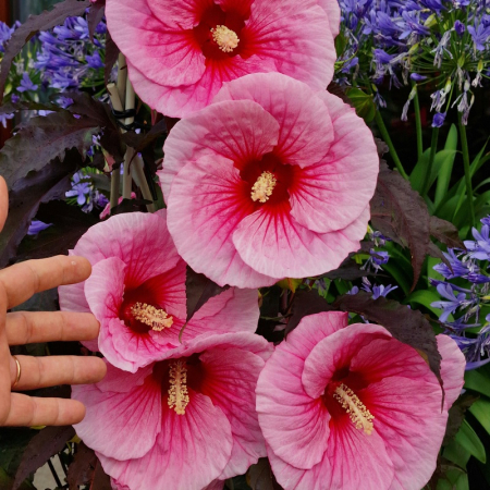 Plante Perene - Hibiscus 'Big Pansy' C1.5, hibiscus peren cu flori uriașe