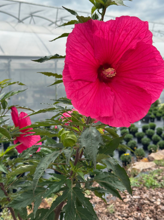 Hibiscus Hibiscia Juno Pink [1]