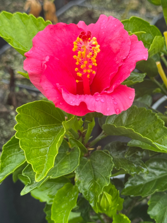 Plante Perene - Hibiscus Hibiscia Juno Pink