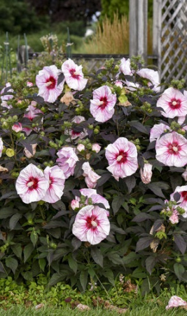 Plante Perene - HIBISCUS peren Cherry Choco Latte