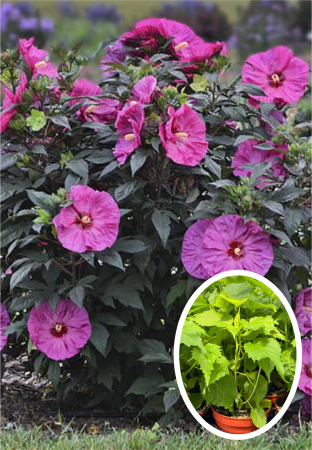 Plante Perene - Hibiscus Summerific Berry Awesome C5