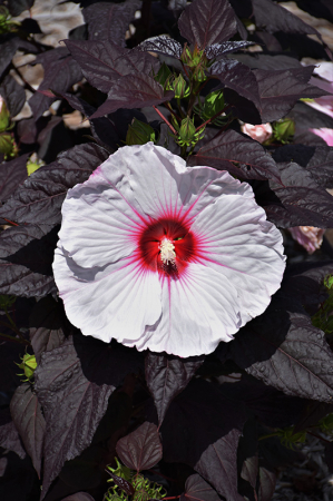 Plante decorative prin floare - Hibiscus Summerific Dark Mystery - C5 este un hibiscus peren spectaculos