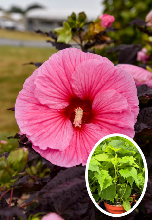 Hibiscus Summerific Edge of Night C5