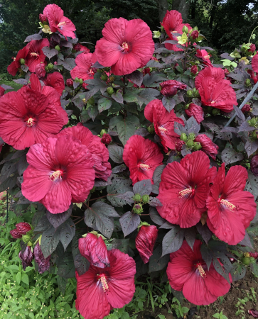 Hibiscus Summerific Midnight Marvel - C5 este un hibiscus peren spectaculos