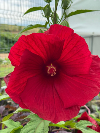 Hibiscus Summerific [3]