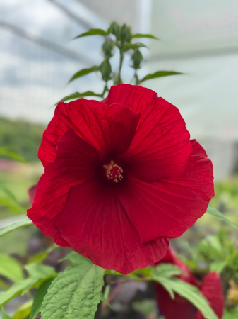 Hibiscus Summerific