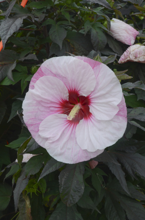 Plante decorative prin floare - Hibiscus Summerific Perfect Storm - C5 este un hibiscus peren spectaculos