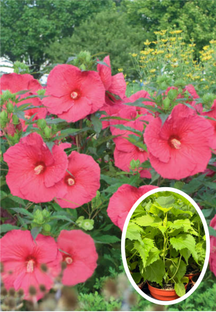 Hibiscus Summerific Sultry Kiss C5