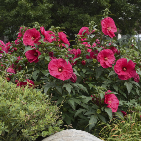Plante decorative prin floare - Hibiscus Summerific Summer in Paradise - C5 este un hibiscus peren spectaculos