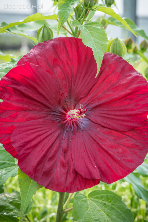 Plante Perene - Hibiscus Summerific Vintage Wine - C5 este un hibiscus peren
