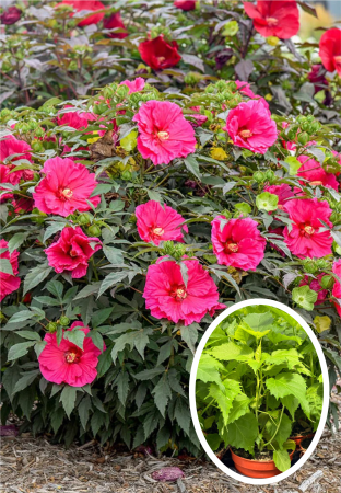 Plante Perene - Hibiscus Summerific Watermelon Ruffles C5
