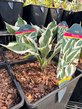 Plante Perene - Hosta ‘Minute Man’, ghiveci C3