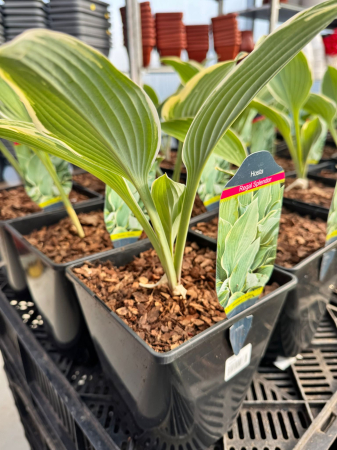 Plante decorative prin frunze - Hosta ‘Regal Splendor’ C2