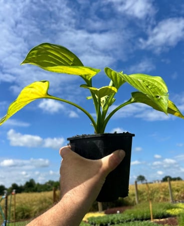 Plante acoperitoare de sol - Hosta Stained Glass C3