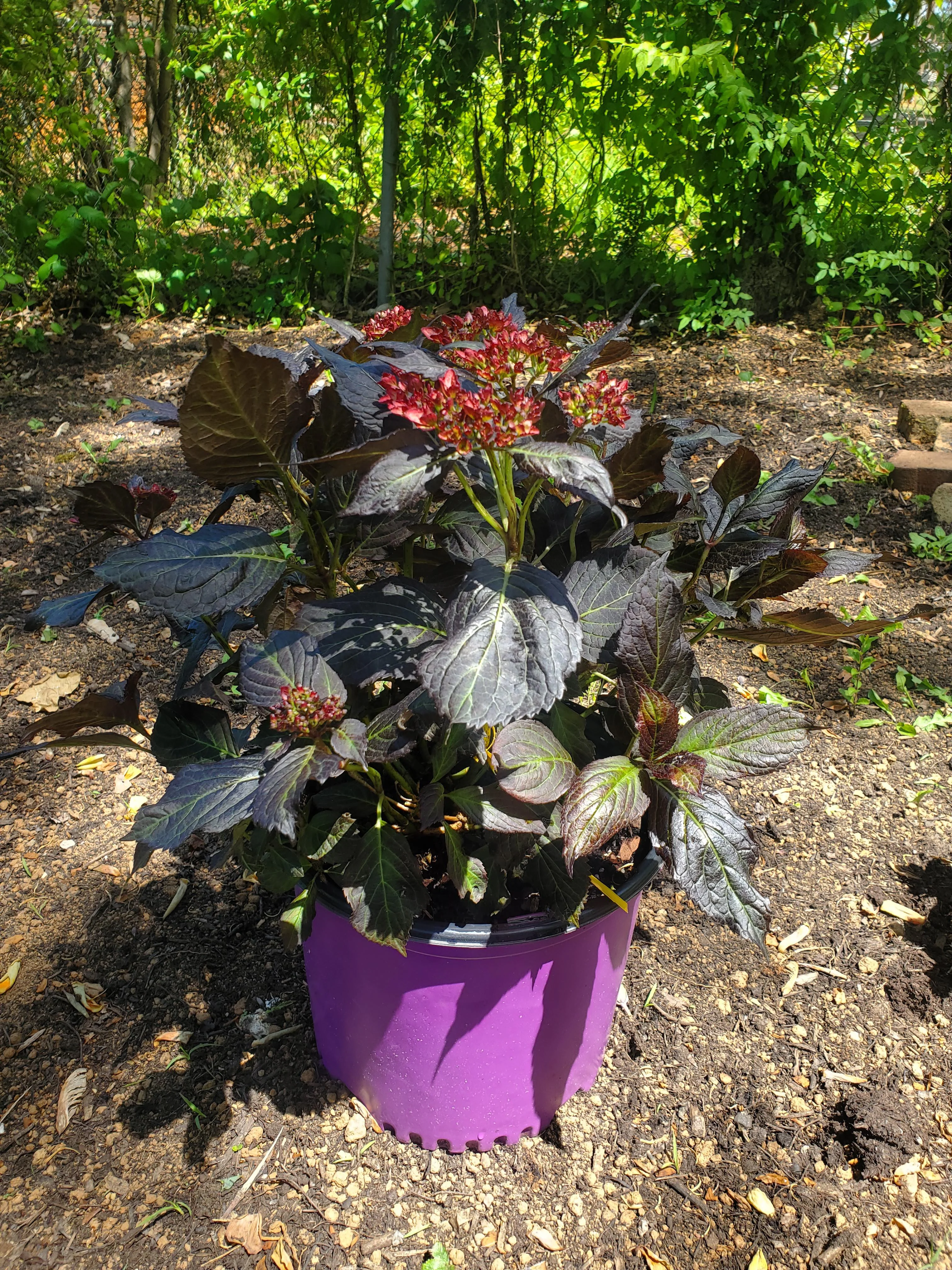 Hydrangea Eclipse C3 [1]