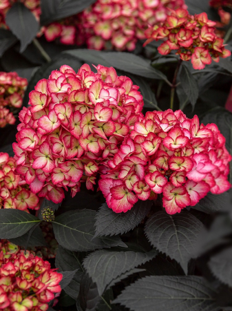 Plante decorative prin floare - Hydrangea Eclipse C3
