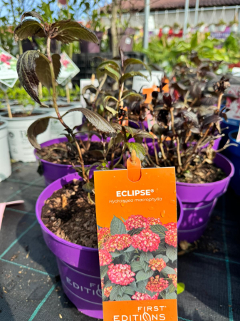 Hydrangea Eclipse C3 [4]
