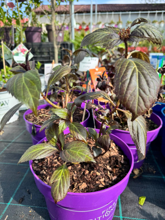 Hydrangea Eclipse C3 [2]