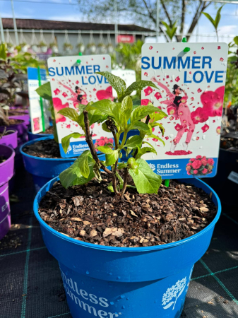 Arbori și arbuști - Hydrangea ‘Endless Summer’