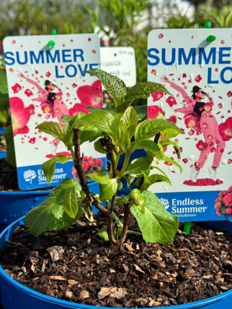 Hydrangea ‘Endless Summer’ [1]