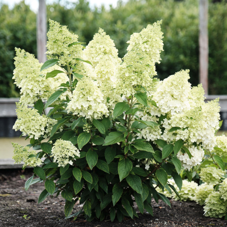 Plante decorative prin floare - Hydrangea Magical Matterhorn - G19 este o hortensie ornamentală