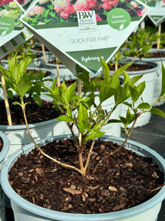 Arbori și arbuști - Hydrangea ‘Little Lime’ C3