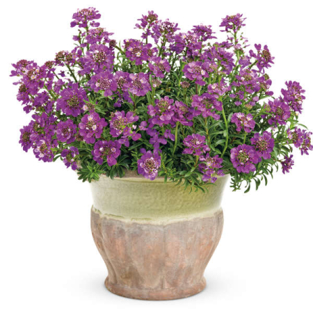 Iberis Absolutely Amethyst [2]