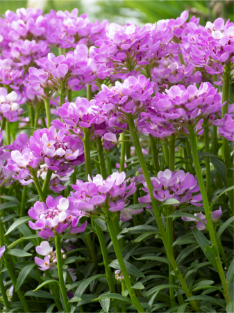 Plante Perene - Iberis Absolutely Amethyst