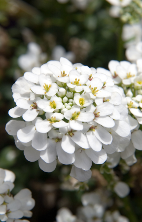 Plante acoperitoare de sol - Iberis snowflake – C2