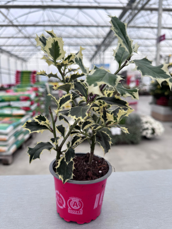 Arbuști - Ilex aquifolium ‘Argentea Marginata’ – arbust veșnic verde