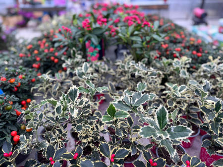 Ilex aquifolium ‘Argentea Marginata’ – arbust veșnic verde [1]