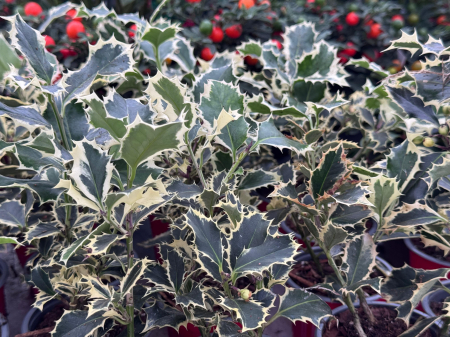 Ilex aquifolium ‘Argentea Marginata’ – arbust veșnic verde [2]