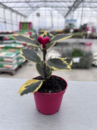 Arbuști - Ilex aquifolium ‘Aurea Marginata’ – arbust veșnic verde