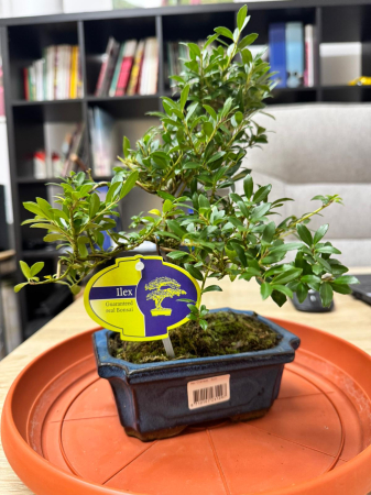Arbori și arbuști - Ilex crenata, înălțime 15 cm