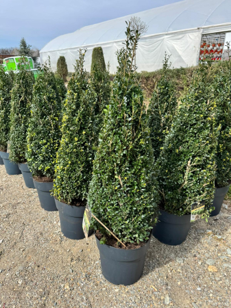Arbori și arbuști - Ilex crenata ‘Luxus’ 70–80 cm C1