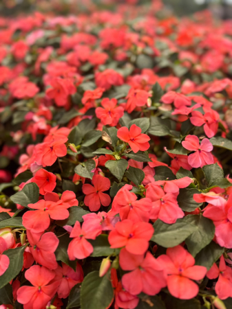 Plante Anuale - Impatiens Beacon Coral - Ghiveci patrat 8x8cm