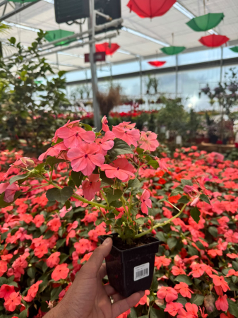 Impatiens Beacon Coral - Ghiveci patrat 8x8cm [1]