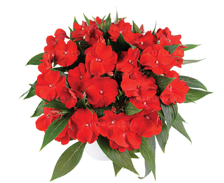 Plante Anuale - Impatiens Harmony Bold Red