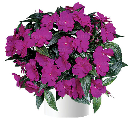 Plante Anuale - Impatiens Harmony Dark Violet