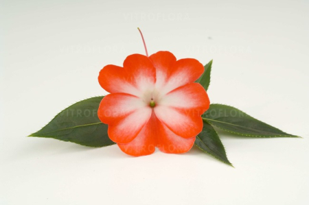 Impatiens Harmony Orange Star [1]