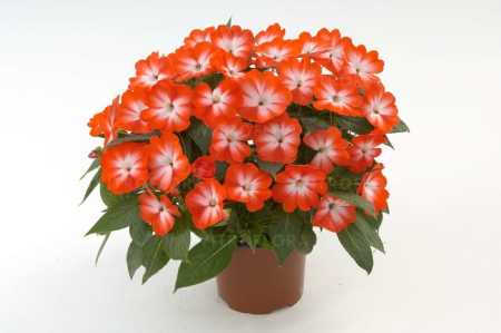 Plante Anuale - Impatiens Harmony Orange Star