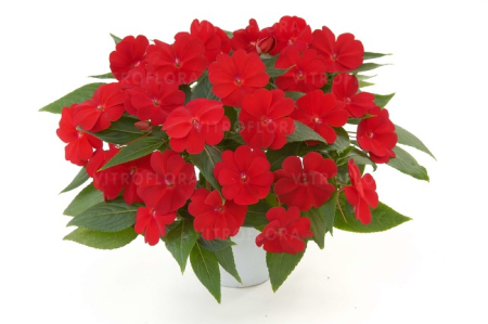 Plante Anuale - Impatiens Harmony Red Cardinal