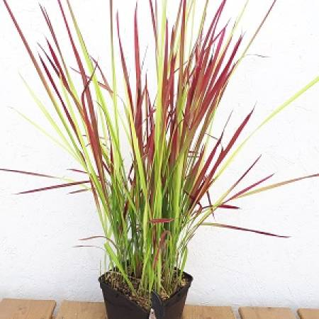 Imperata Red Baron C2 [1]
