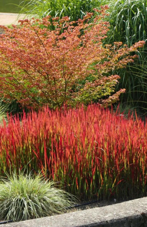 Plante Perene - Imperata Red Baron C2