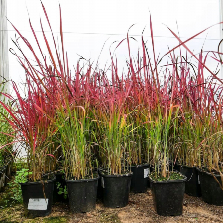 Imperata Red Baron C2 [2]